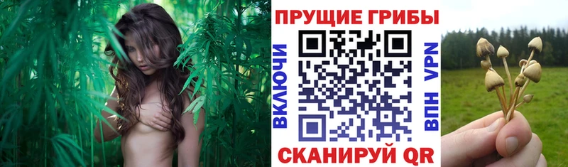 мега как зайти  Гдов  Галлюциногенные грибы мицелий  где купить  